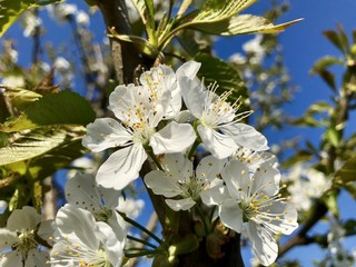Kirsche Blüte