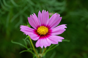 beautiful purple cosmos flowers