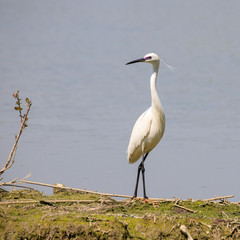 Garzetta (Egretta garzetta)