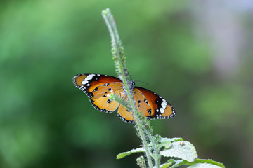 The butterfly on leaf.
