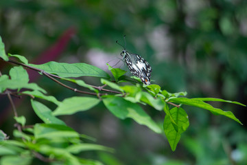 The butterfly on leaf.