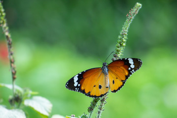 The butterfly on leaf.
