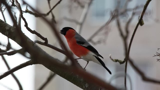 The bird a bullfinch sits on mountain ash branch