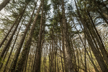 pine trees perspective in spring forest