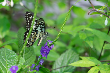 The butterfly on leaf.