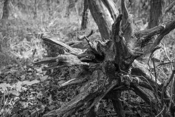 Old fallen tree roots in forest black and white