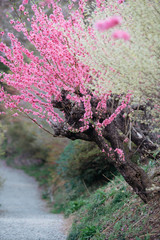 Cherry blossom, Sakura in Japanse, full blooming during spring season