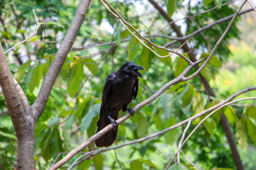 A black crow, crowing loudly from the tree tops