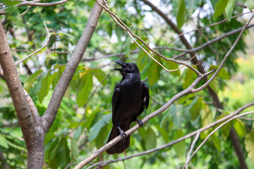 A black crow, crowing loudly from the tree tops