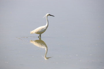 Garzetta (Egretta garzetta)