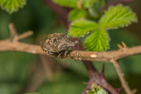 Baumwanze im Fr&uuml;hling auf einem Brombeerzweig