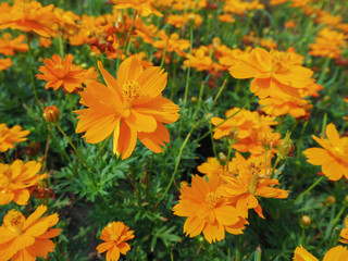 Cosmos flower in garden