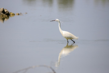 Garzetta (Egretta garzetta)