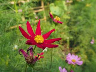 Cosmos flower in garden