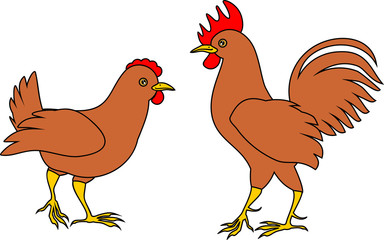 Brown hen and cock on white background