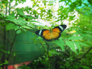 Fototapeta na wymiar The butterfly on leaf.