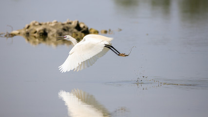 Garzetta (Egretta garzetta)