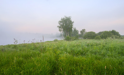 Fototapeta na wymiar Birches growing on bank of river on a foggy summer morning.