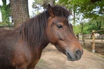 Fototapeta premium Animali vari e ....