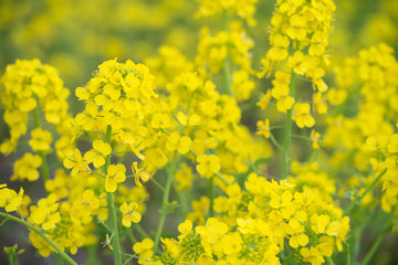 Obraz premium Yellow canola flower field