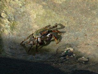 Crabe de mer en Guadeloupe