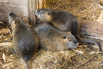 nutria farm. Close-up cultivation of nutria as valuable fur and ellitic meat.