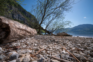 Fototapeta premium Alter Baumstamm am Traunsee