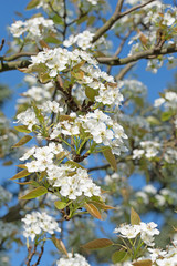 Blühende Nashi-Birne, Pyrus pyrifolia