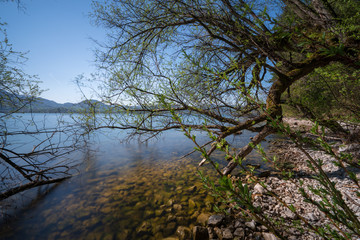 Baum am Traunsee