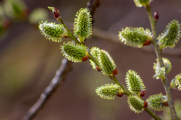 Flowering buds of willows in spring in April, close