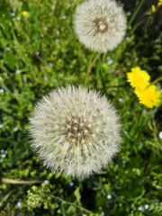 Pissenlit 