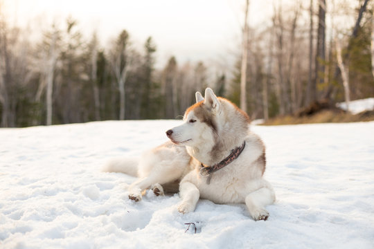 Image of serious siberian husky dog looks like a wolf. Profile Portrait of free and beautiful Husky liying is on the snow in winter forest at golden sunset on forest background and looking afar