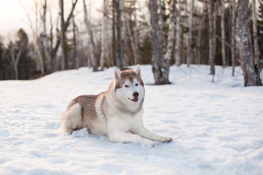 Image of gorgeous siberian husky dog looks like a wolf. Portrait of beautiful Husky looking to the camera and liying is on the snow in winter forest at golden sunset on mountain and forest background.