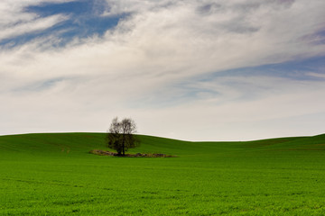 wiosna zielone pola samotne drzewo błękitne niebo chmury - obrazy, fototapety, plakaty