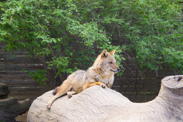 Coyote resting and looking