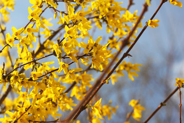 Blossom trees. Yellow Trees