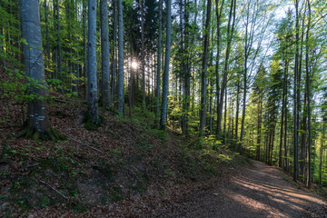 Wanderweg im Wald