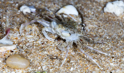 small crab on the beach