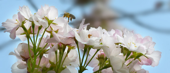 Biene auf Kirschblüte © Rebel