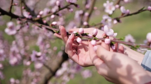 cherry blossom petals in a girl's palm