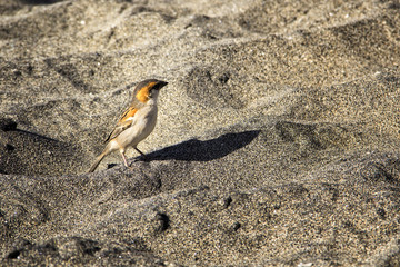 kleiner Vogel im Sand