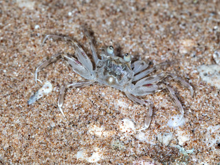 small crab on the beach