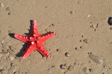 Fototapeta na wymiar Red sea star on a wet beach sand