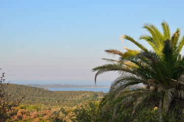 Part of a palm tree top with shoreline and a seascape
