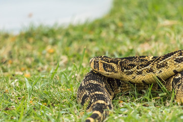 Puff Adder