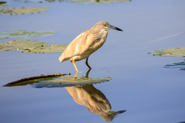Sgarza ciuffetto (Ardeola ralloides) 