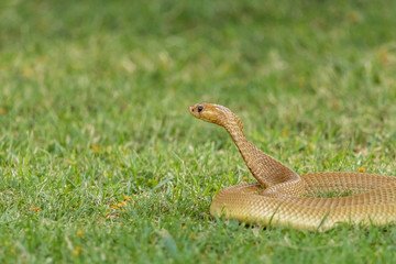 Cape Cobra