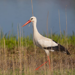 one natural white storks (ciconia ciconia) standing in reed, sunshine