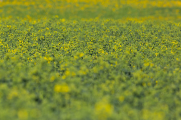 close view oilseed rape plant in spring, partial bloom