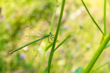 A green-bronze beautiful dragonfly sits on a blade of grass. Photo flying insect close-up.